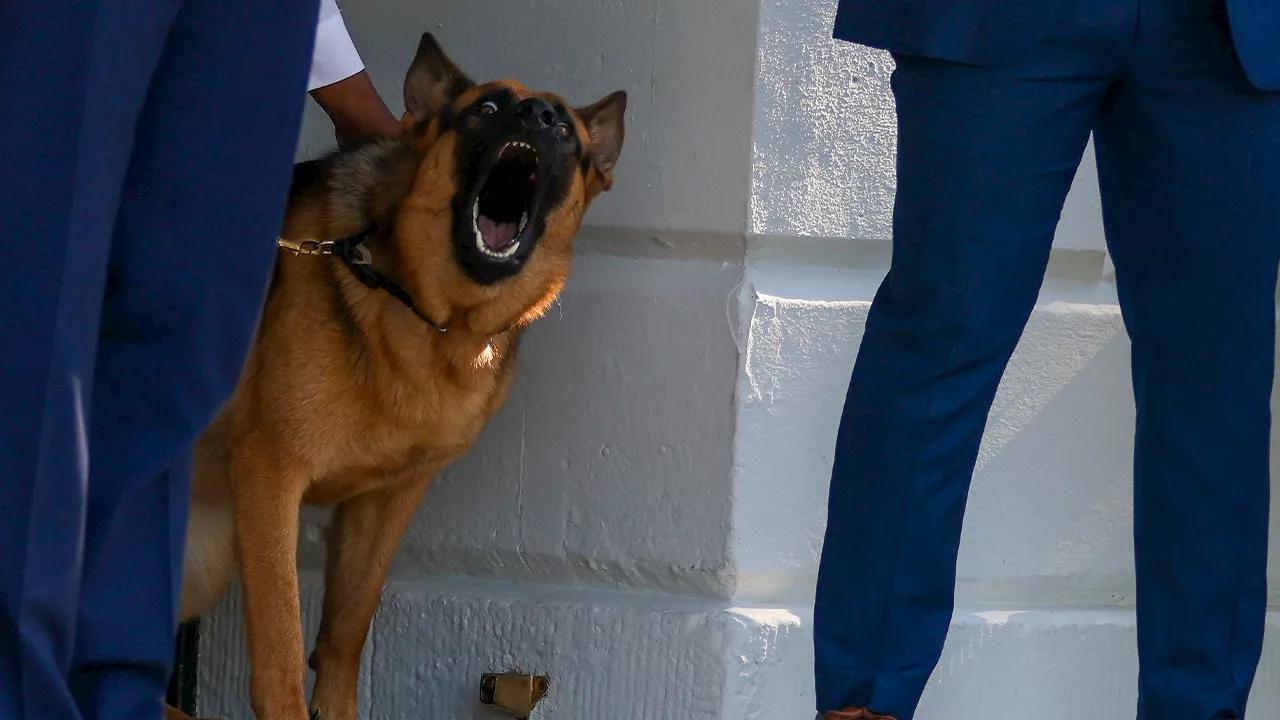 Records show Biden dog, Commander, attacked Secret Service members at least 24 times