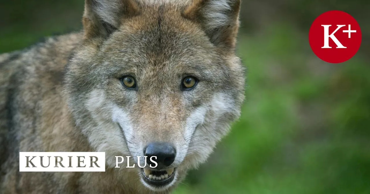 EU-Kommission schlägt vor, den Schutzstatus des Wolfes zu senken