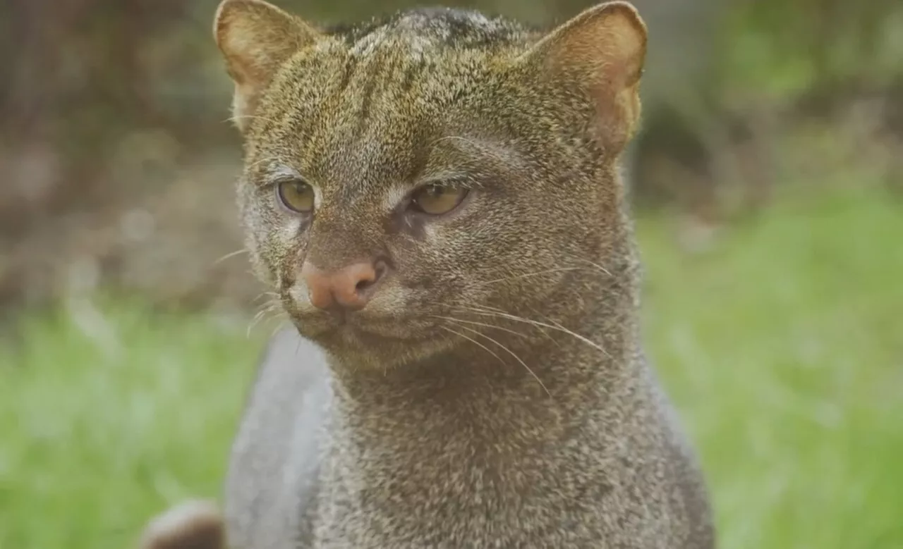 Quel est ce nouvel animal improbable, arrivé au zoo de Dunkerque ?