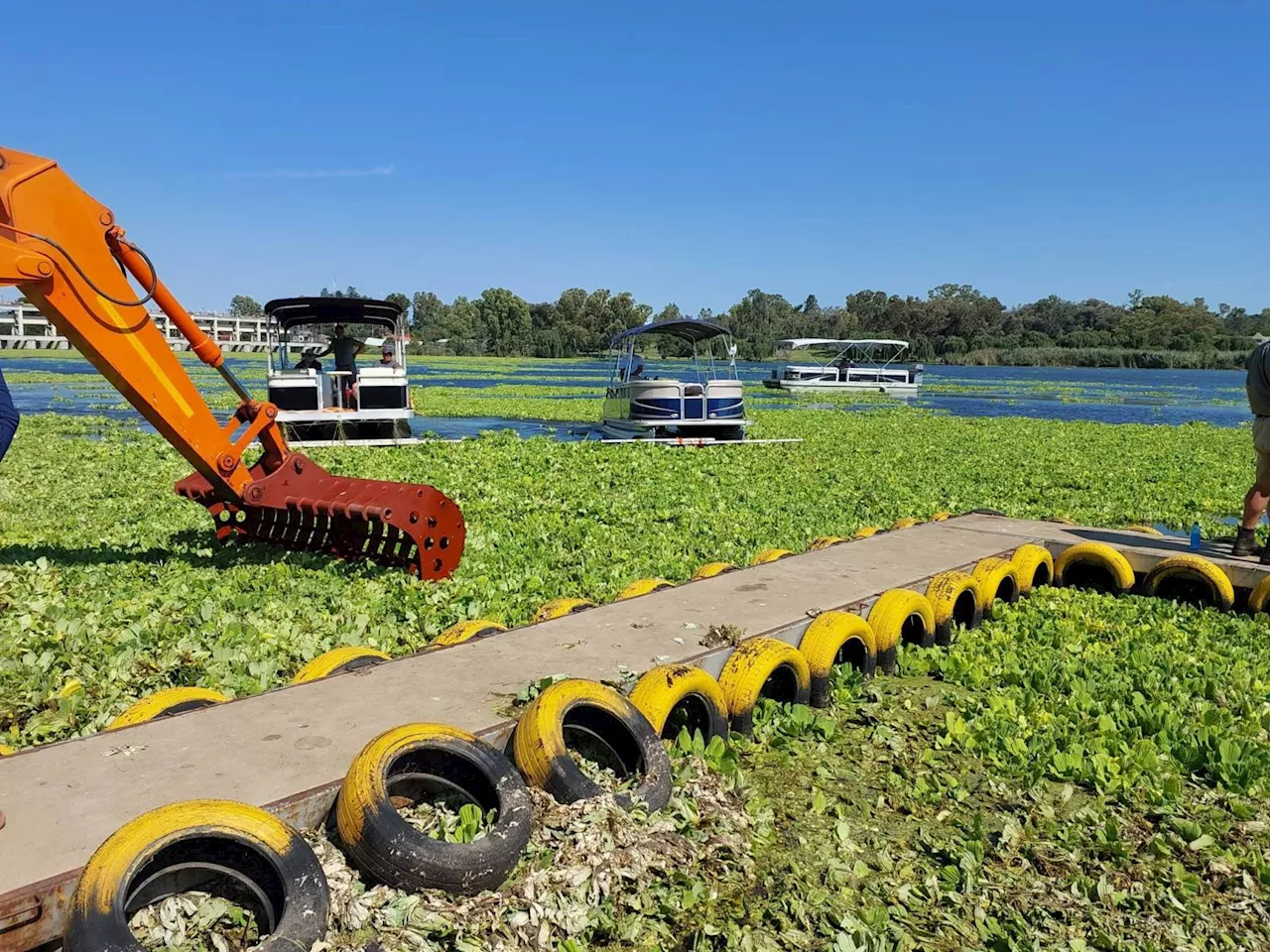 Spraying toxic herbicide on Vaal River to rid it of water lettuce ‘is criminal’