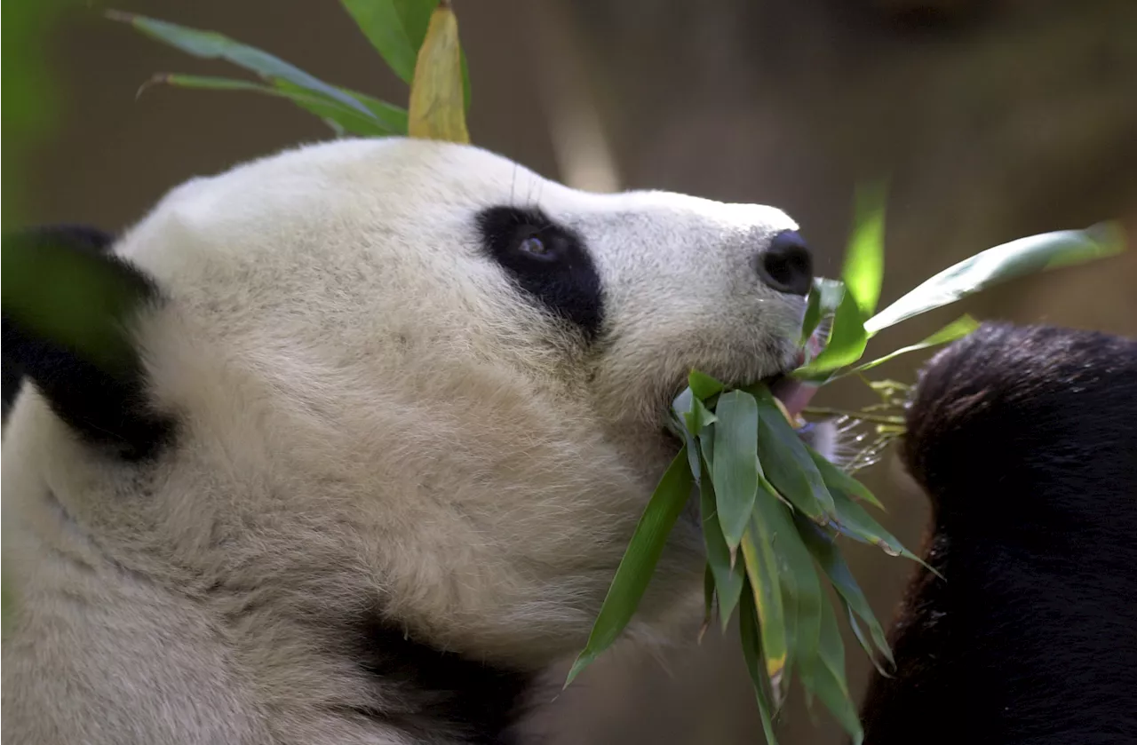 China plans to send San Diego Zoo more pandas this year