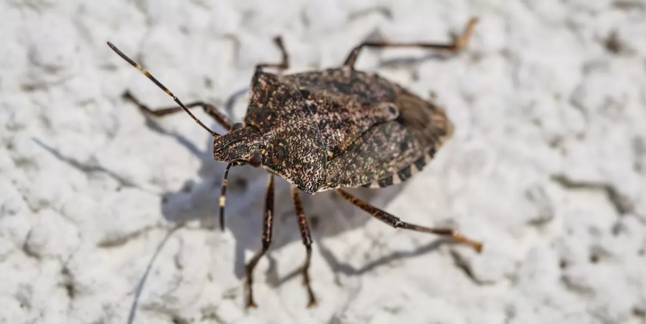 6 Reasons Stink Bugs Are So Attracted to Your House, According to Pest Experts