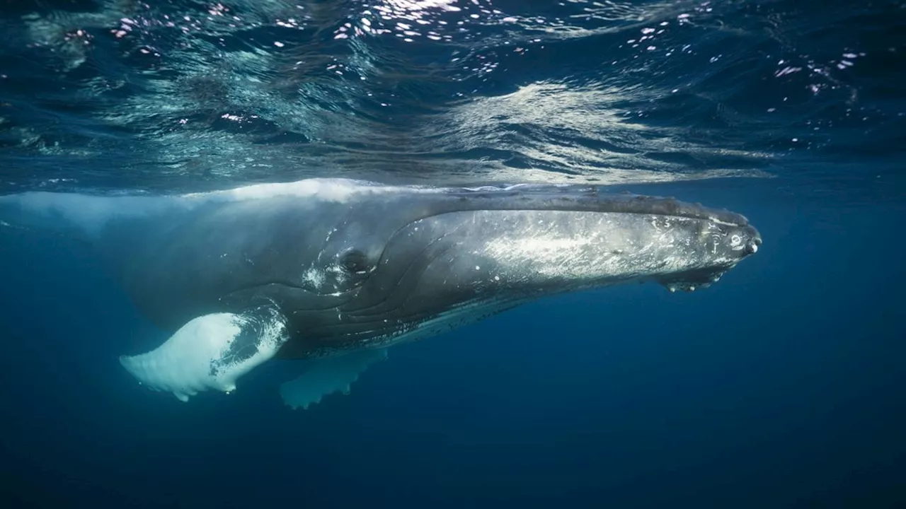 Ozeanmelodien: Wissenschaftler lösen offenbar Rätsel um Walgesang