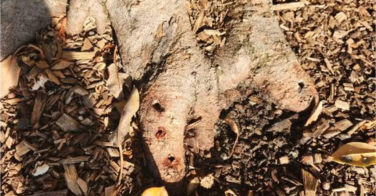 Iconic Sydney beachfront fig trees 'drilled and poisoned'