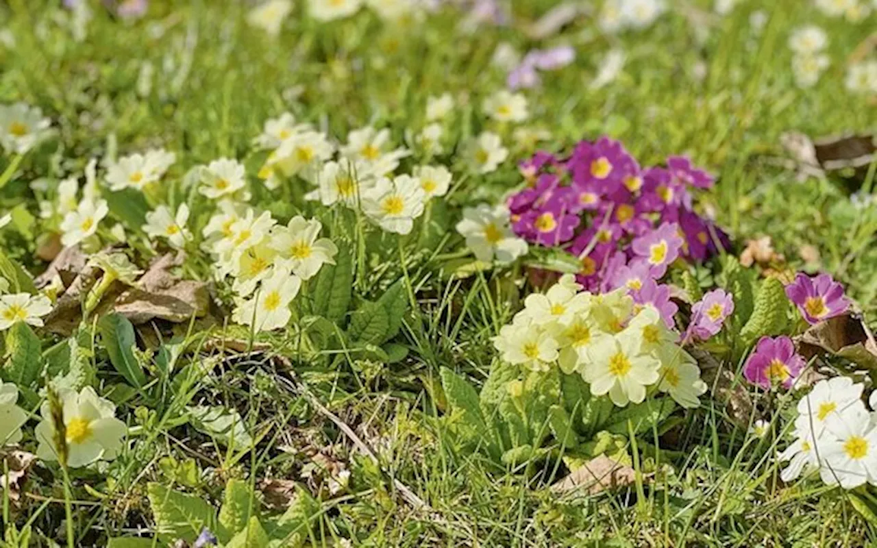 Die ersten Türchen des «Frühlingskalenders» stehen offen