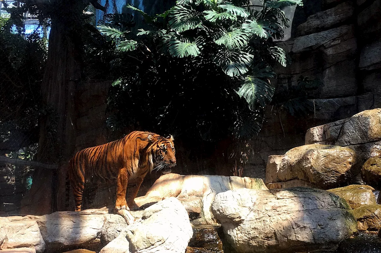 New Petition Reignites Effort to Remove Tigers From Denver's Downtown Aquarium