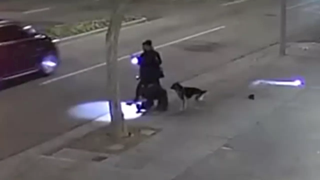 Video shows 2 men walking dog attack Security Ambassador in West Hollywood