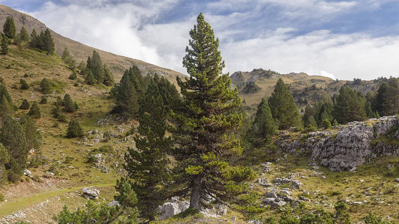 Ancient trees’ gnarled, twisted shapes provide irreplaceable habitats