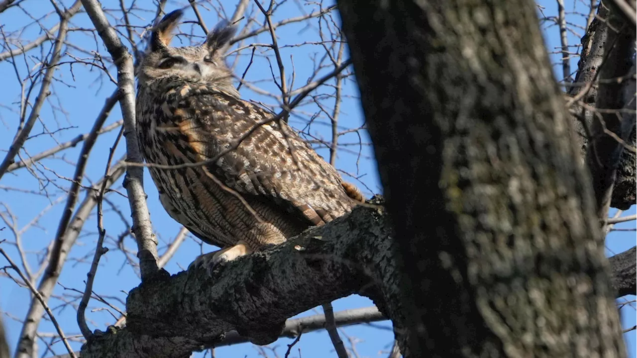 Celebrity owl Flaco dies a year after becoming beloved by New York City for zoo escape