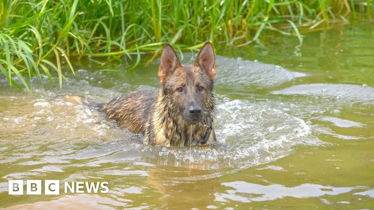 Northamptonshire police dog retires after three years of service