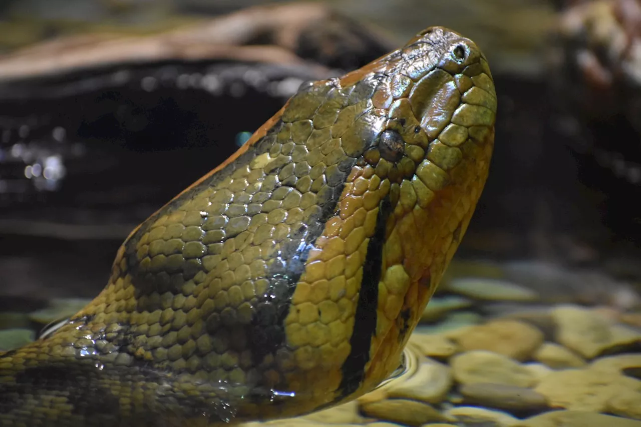 Brand New 21-Foot Snake Discovered: 'Biggest of All Anacondas'