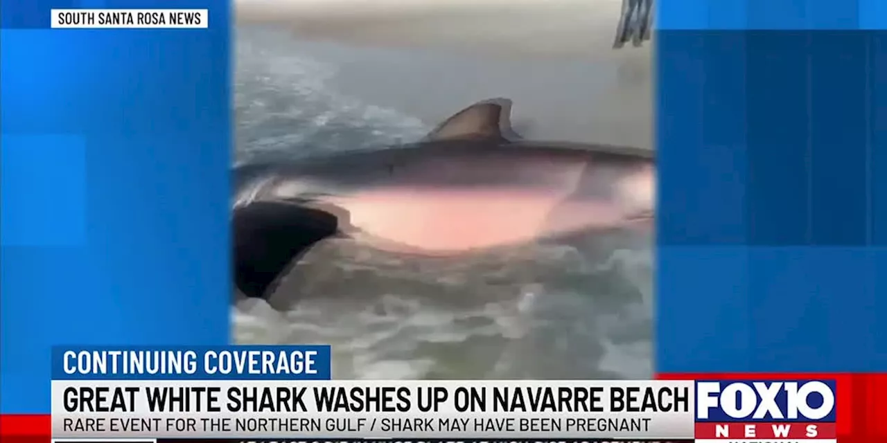 Possibly pregnant great white shark washes up on Navarre Beach