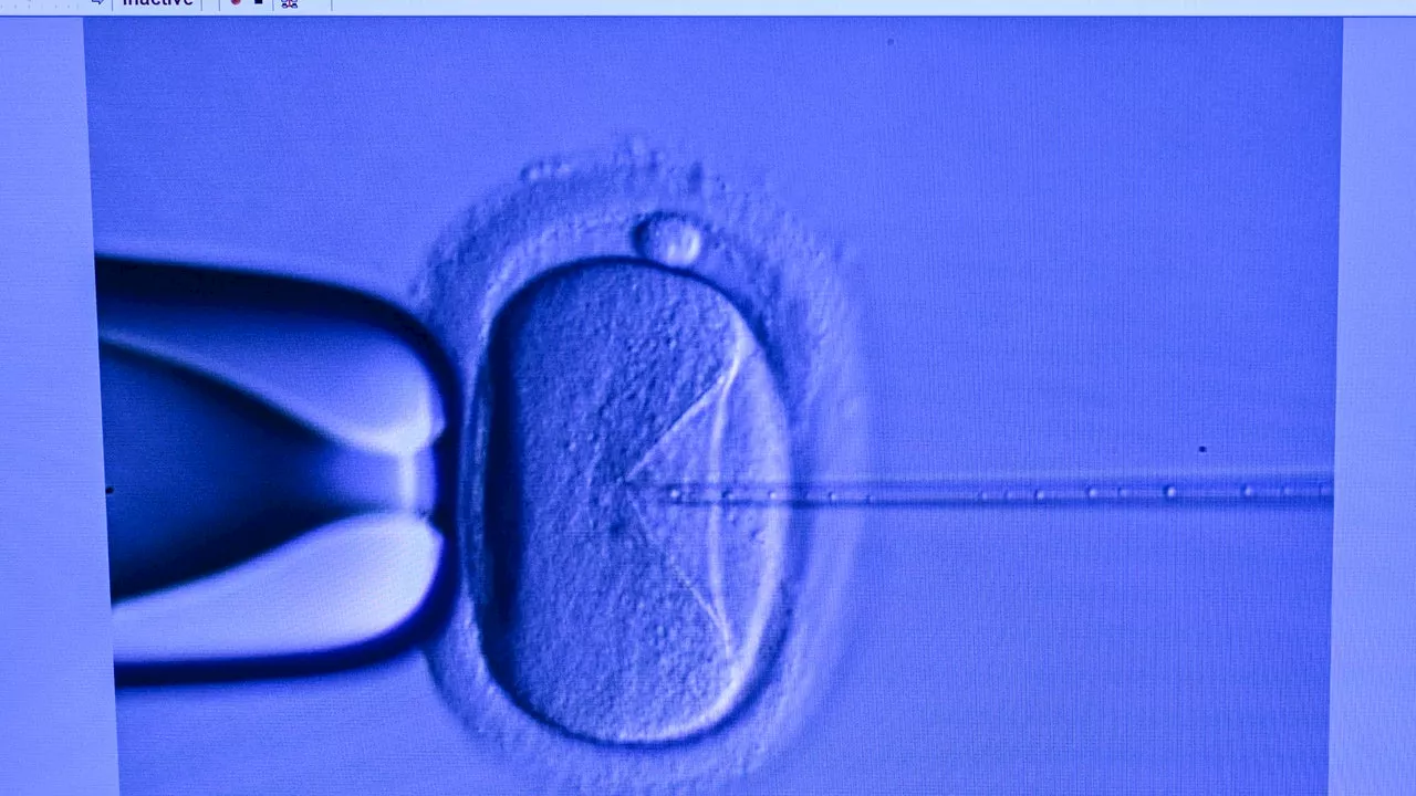 IVF: Alabama high court's embryo ruling leaves some families worried about ripple effects