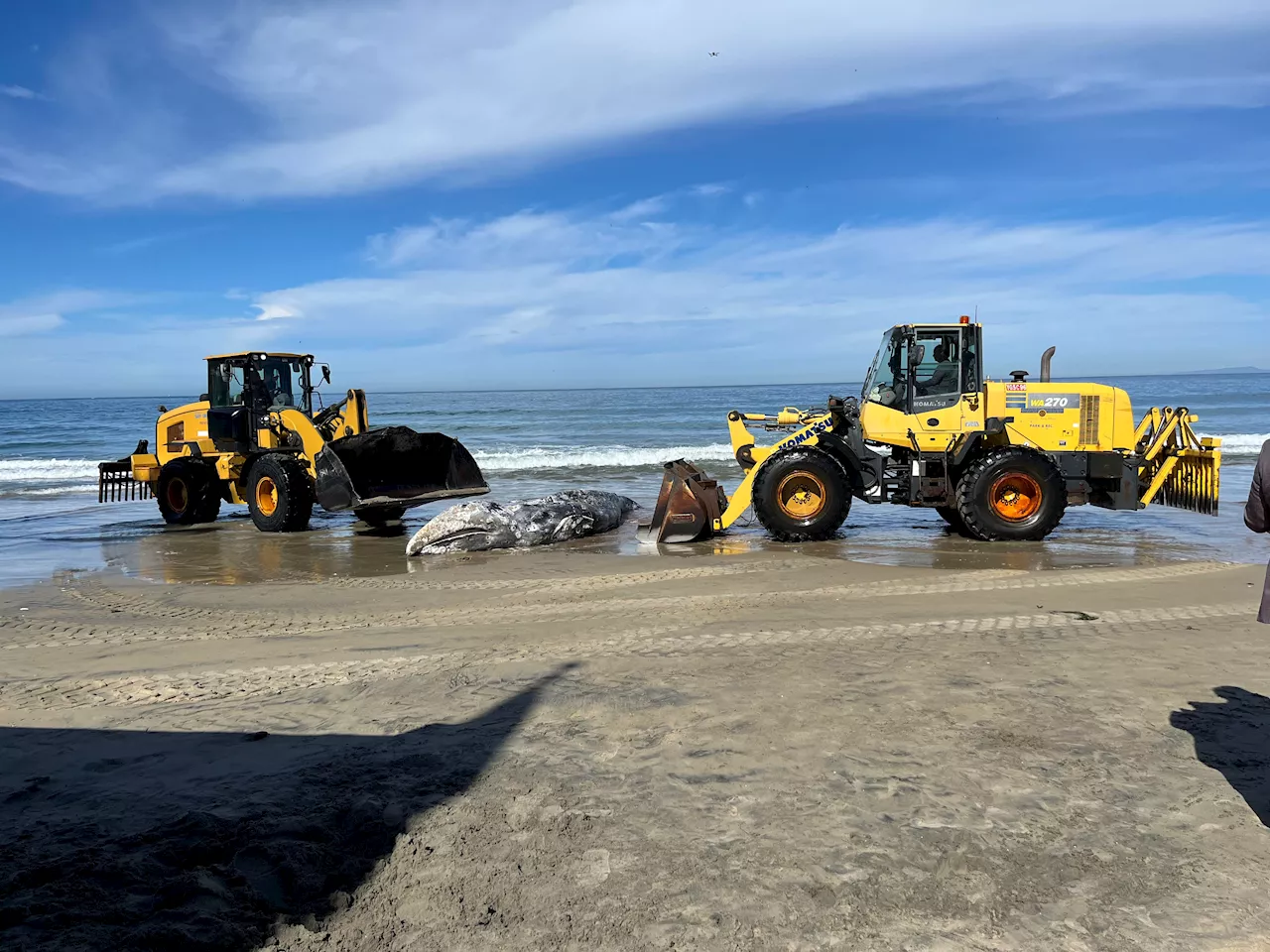 Juvenile whale that washed up on La Jolla beach towed away