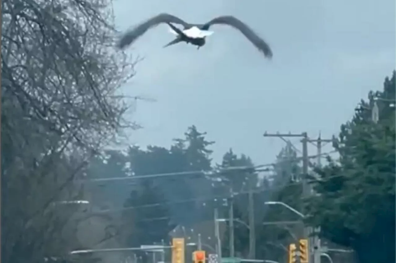 Bird-eat-bird world: B.C. couple wowed by eagle seen snatching ‘lunch’ in city