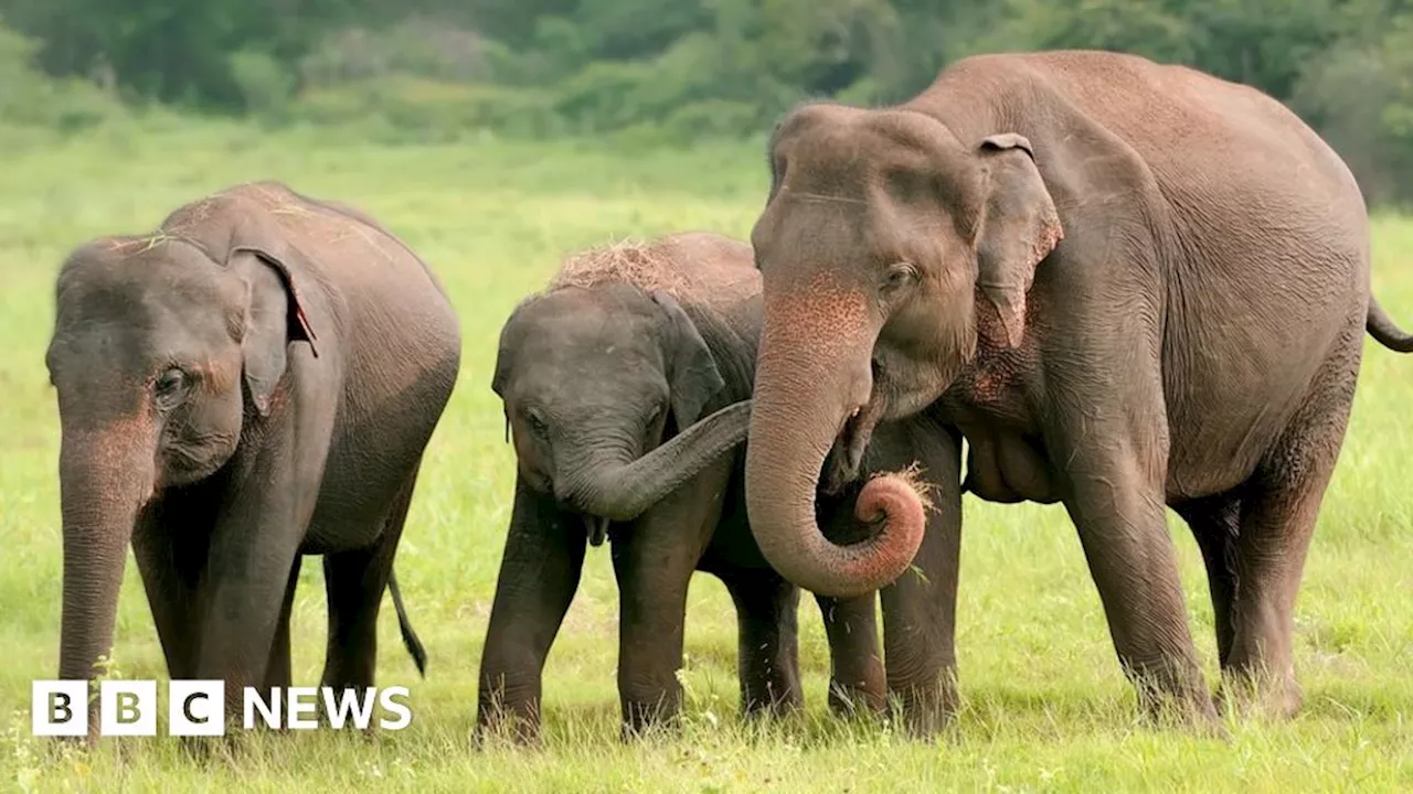 Bangladesh's critically endangered Asian elephants get court protection