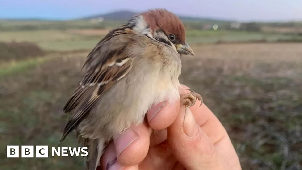 Feeder project records 'heartening' numbers of endangered bird