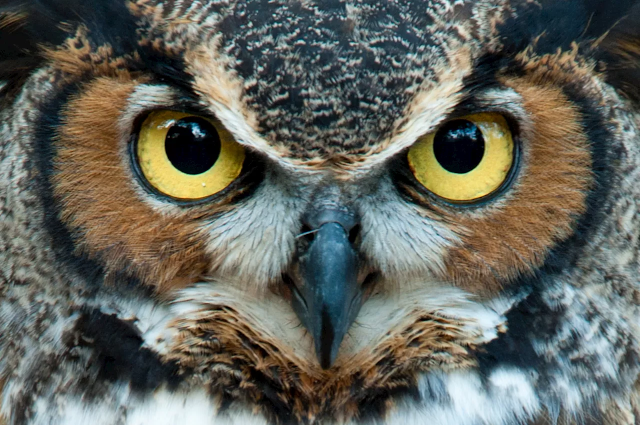 The Eye-Popping Truth About These 4 Animals’ Enormous Peepers