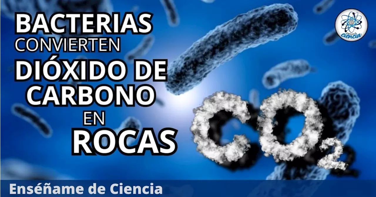 Microorganismos podrían acelerar el almacenamiento de CO2 bajo tierra