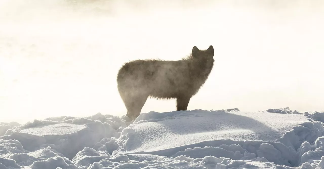 Yellowstone Wolves Caught On Camera Frolicking Amid Snowy Geysers