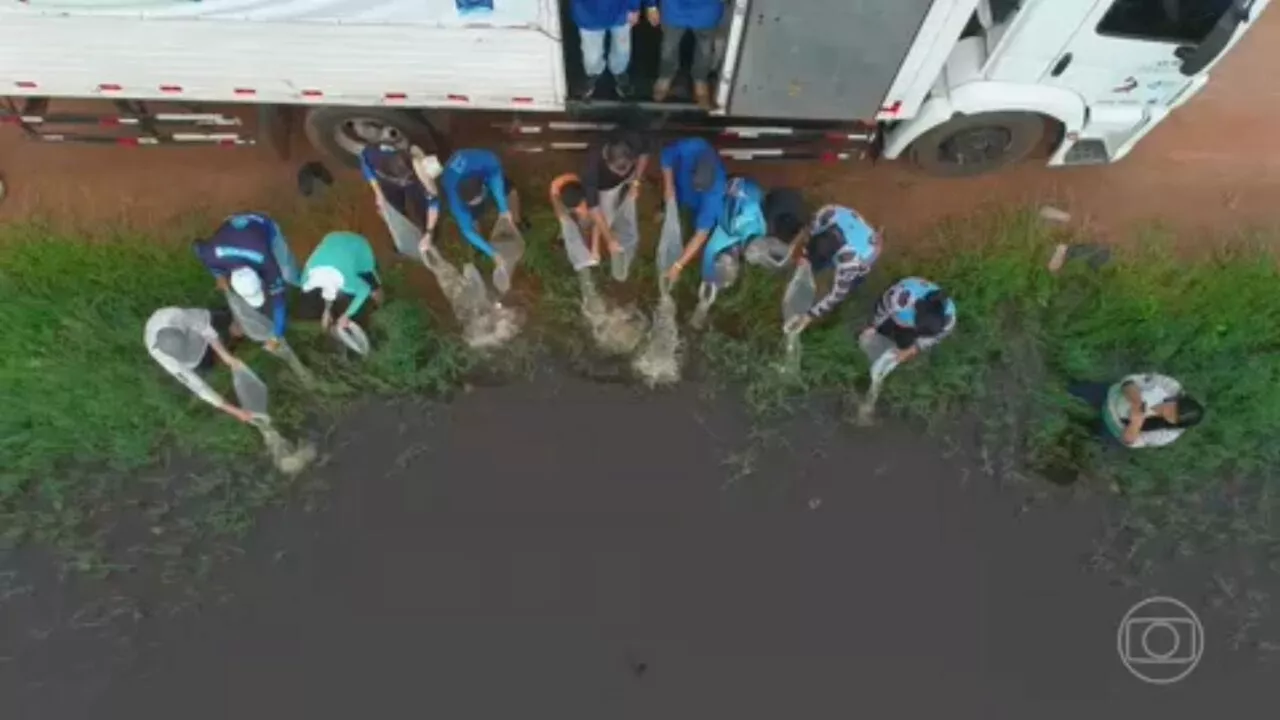 Pesquisadores e criadores de peixe de Goiás se unem para combater escassez do alimento por causa da estiagem