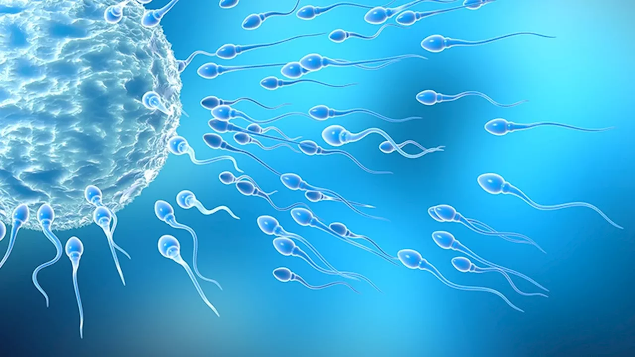 GLP-1s' Next Target: Male Infertility?