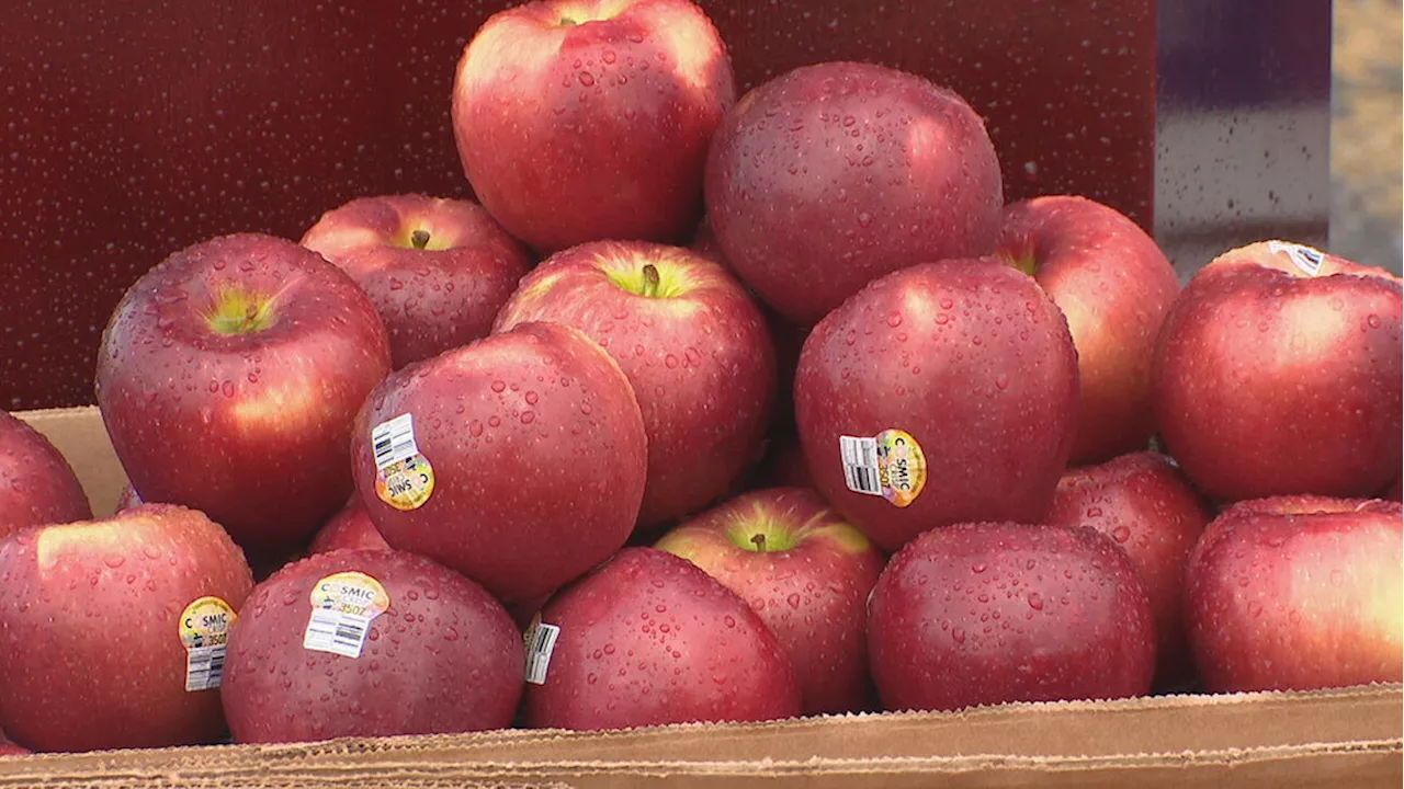 Washington's apple exports blossom again following India's lifting of 20% tariff