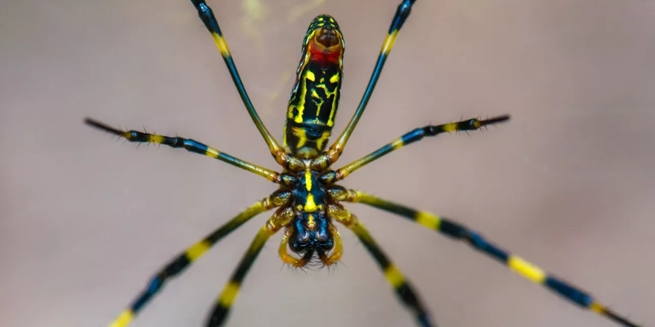 Freakshow Spiders and Their 6-Foot Webs Are Invading American Cities