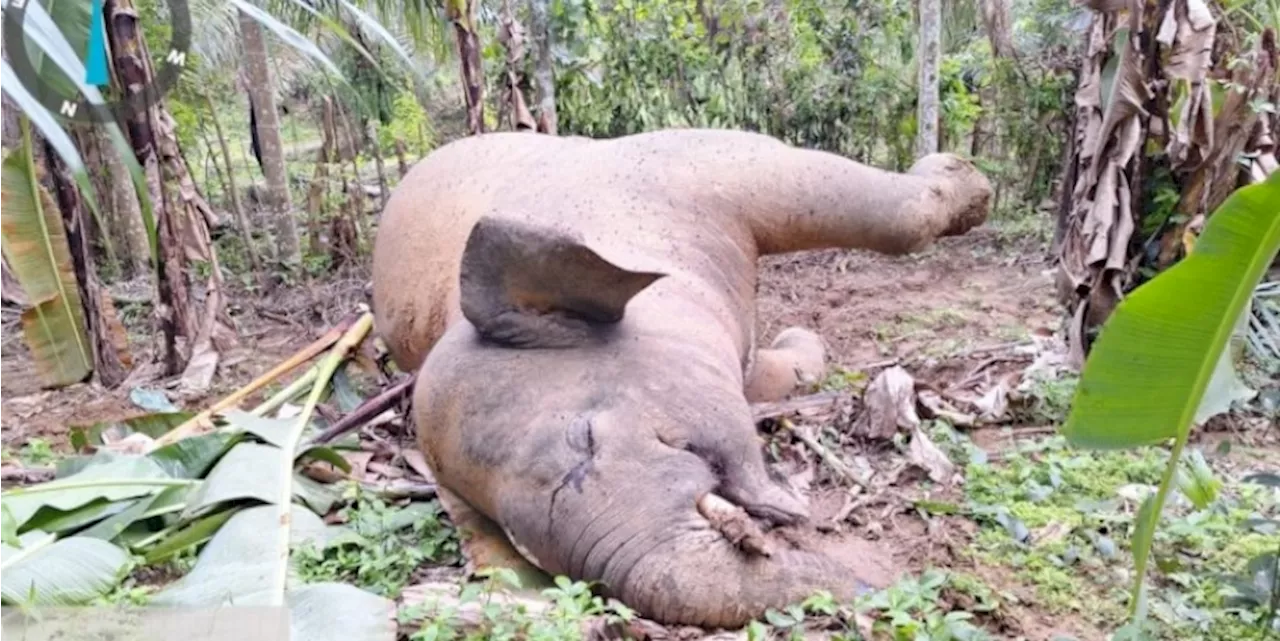 Gajah Sumatera Mati Tersengat Listrik di Pidie Jaya