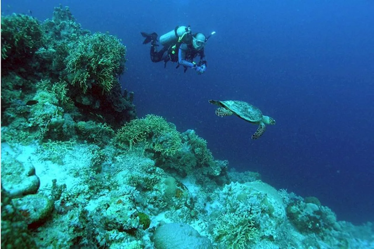 DOT Secretary highlights P73B contribution of dive tourism to PH economy