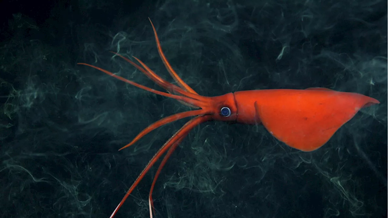 Più di 100 specie mai viste nelle montagne sottomarine del Cile VIDEO