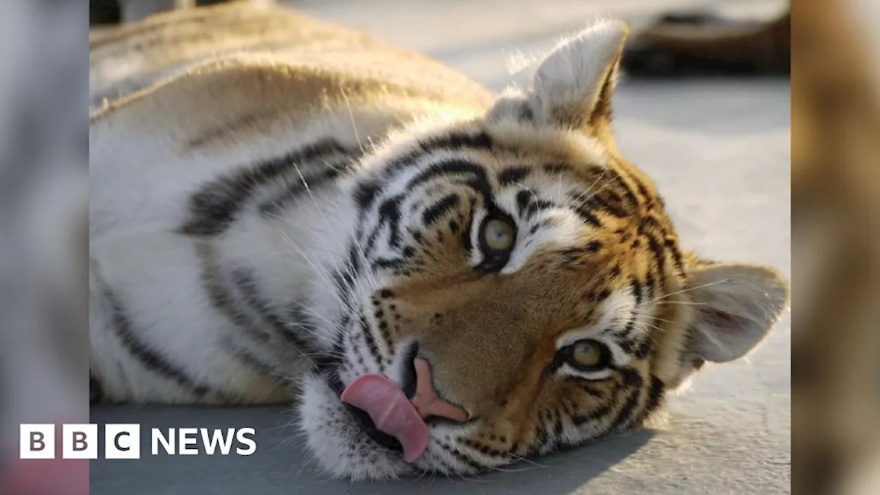 Bengal tiger Lajuka dies at Lincolnshire Wildife Park