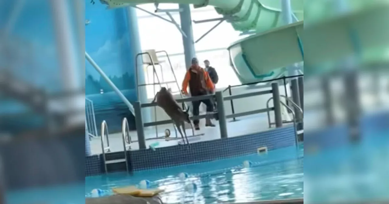 Chaotic video shows wild deer swimming in pool at Ontario rec centre as staff give chase