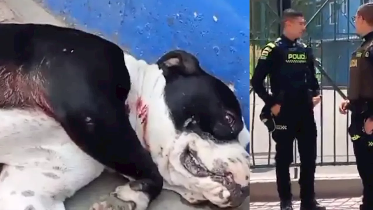  Indignación en Bogotá: comunidad denuncia que policía habría disparado a un perro