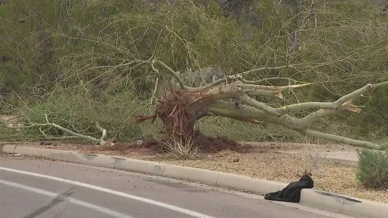 Teen killed, another in critical condition after crashing into tree in north Phoenix, PD says