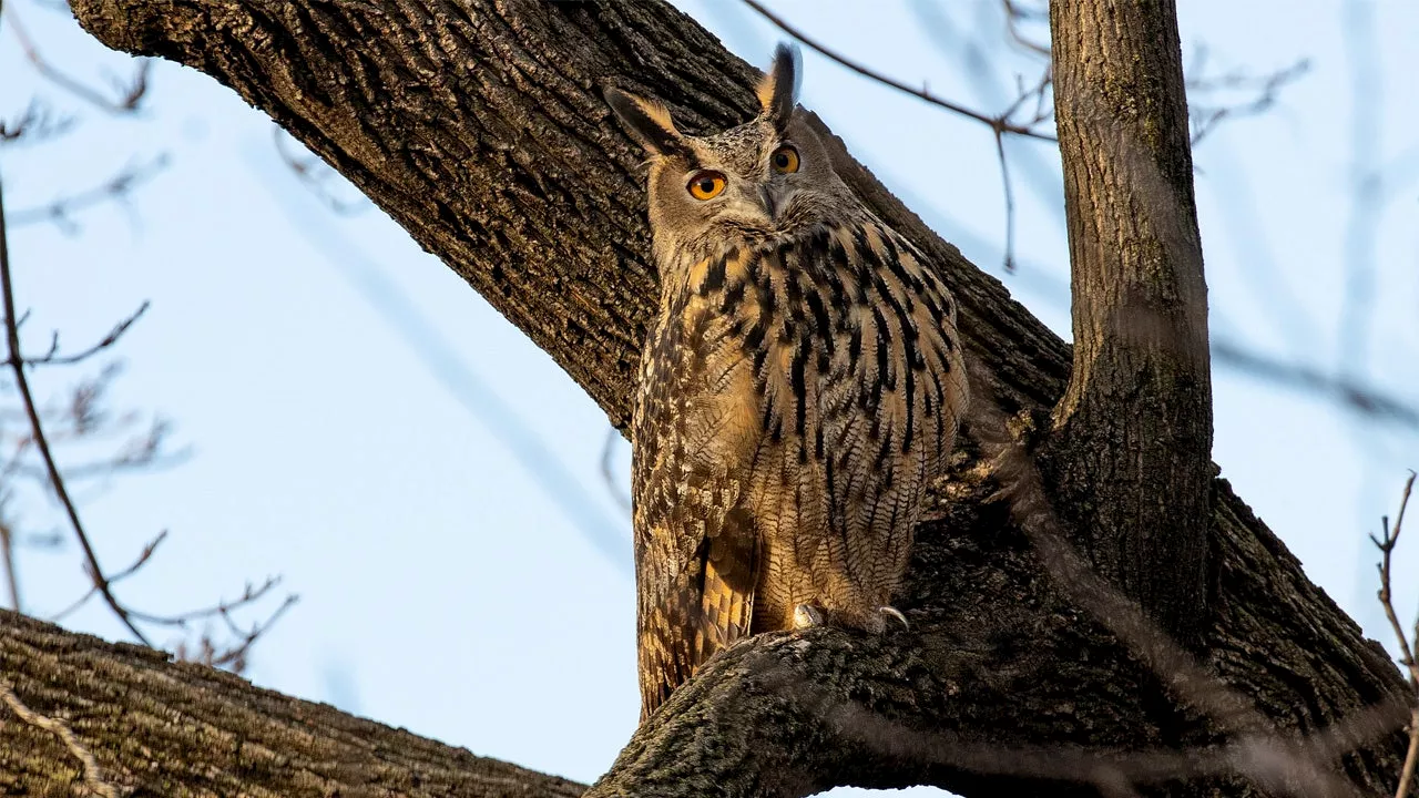 Flaco the owl's cause of death revealed