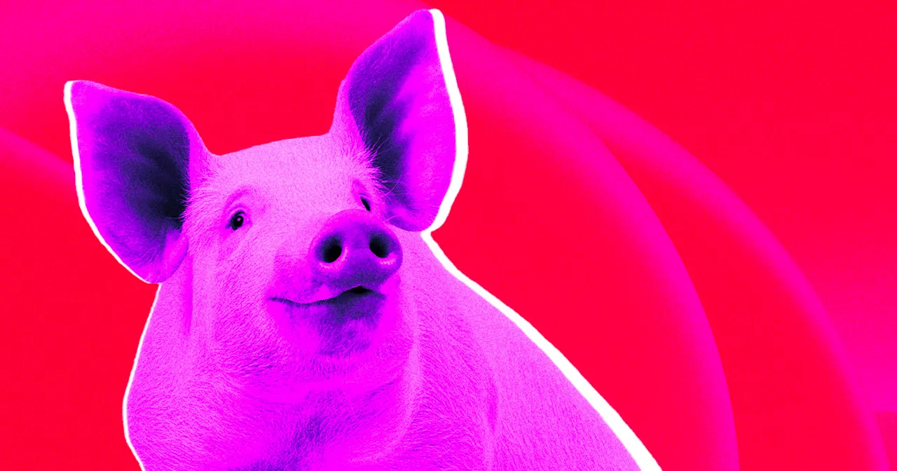 Company Seeking Approval to Sell Meat From Gene-Hacked Pigs