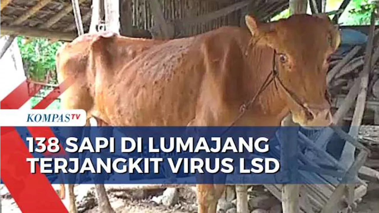 Terus Bertambah, 138 Sapi di Lumajang Terjangkit Virus 'Lumpy Skin Disease', Miliki Gejala ini