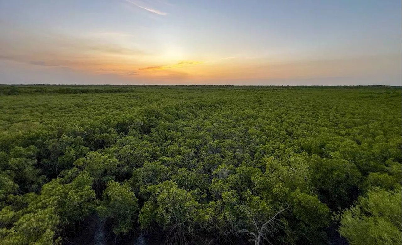 Restoring mangroves a nature-based fix for plight planet faces