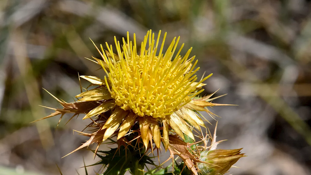 On hot summer days, this thistle is somehow cool to the touch