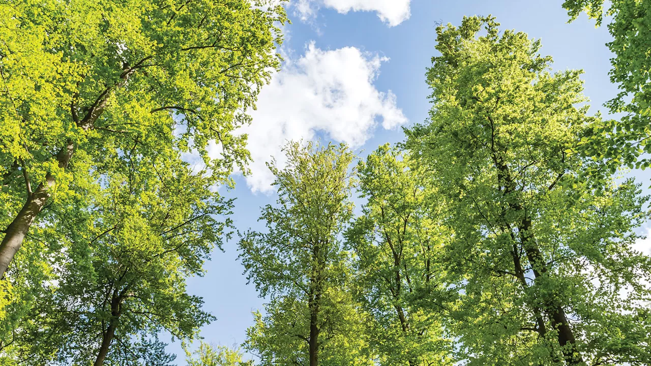 Why planting tons of trees isn't enough to solve climate change