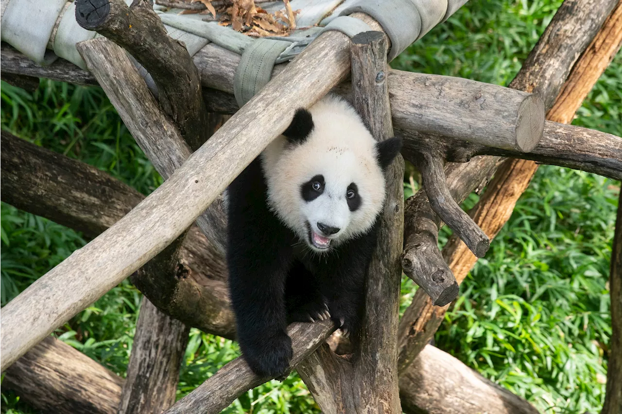 Pandas May Return to Washington, DC Zoo