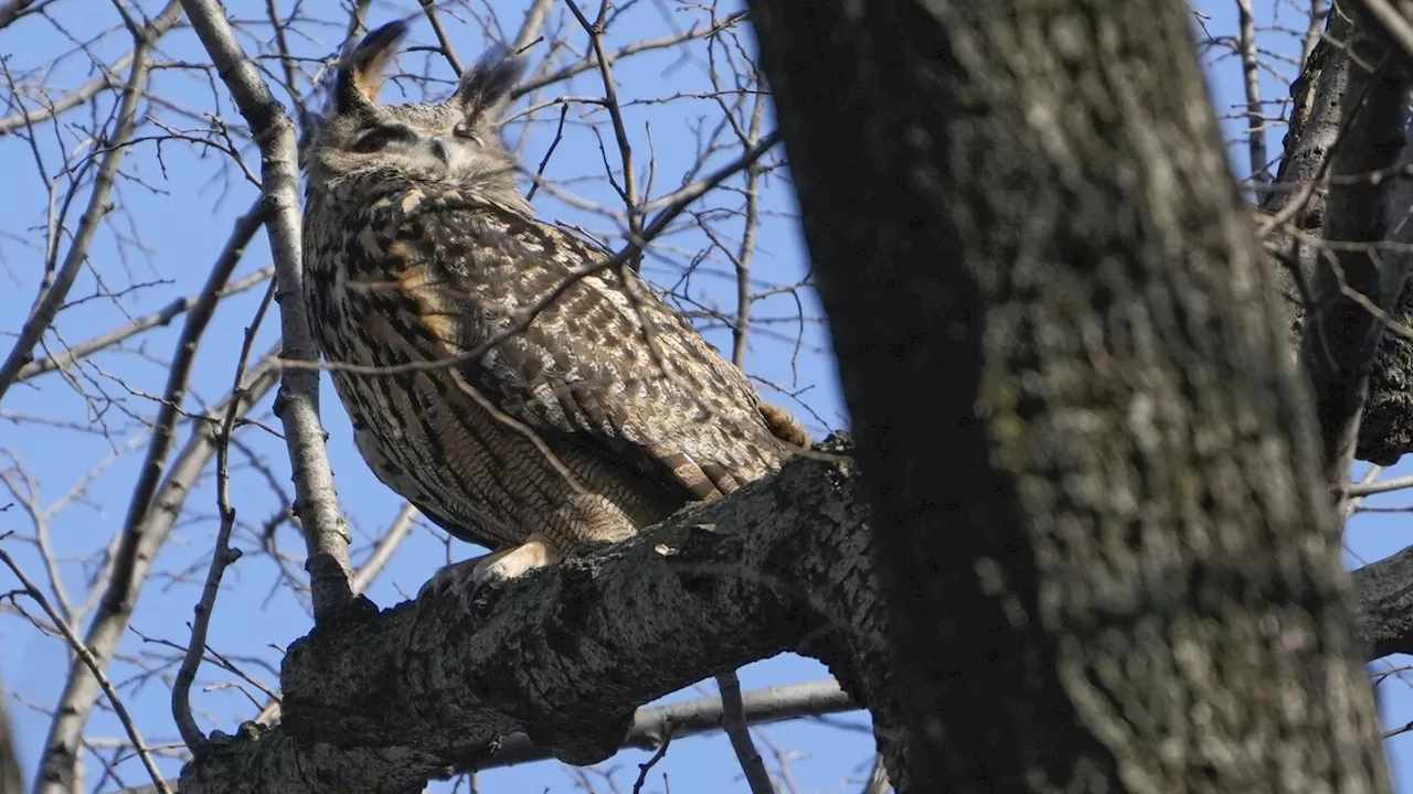 New York City's owl Flaco is dead