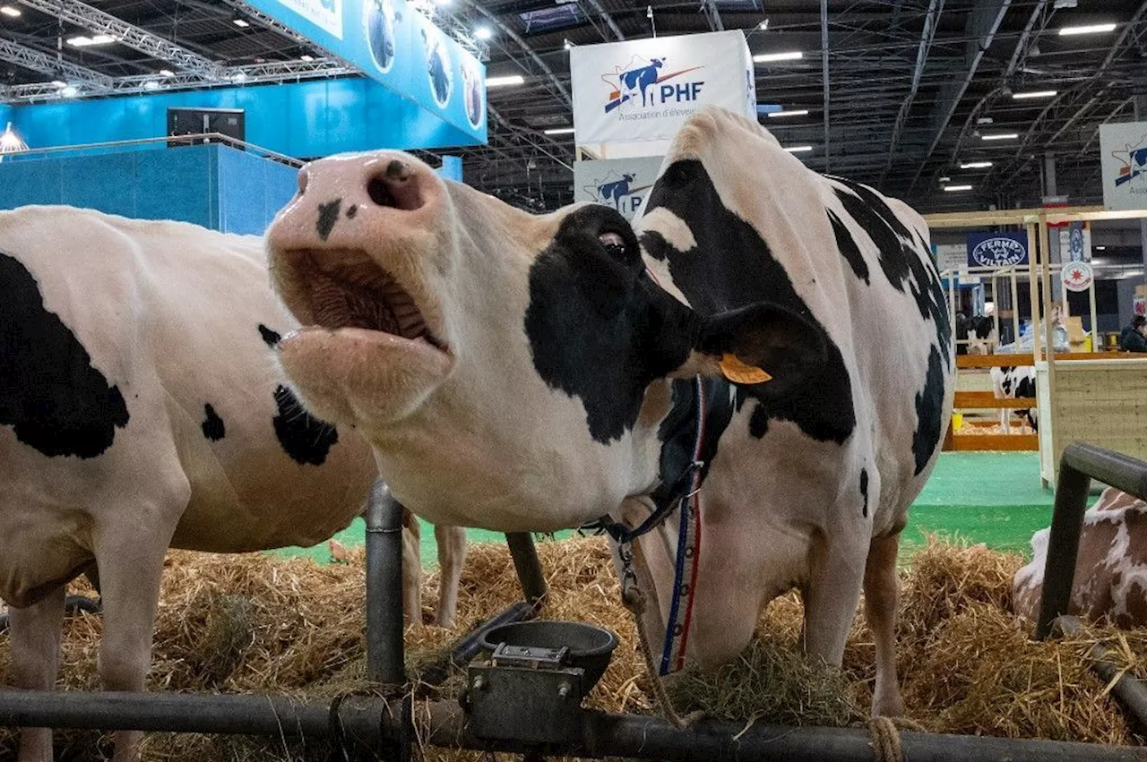 Perico Légasse : 'Chaque année, il sévit porte de Versailles : le salaud de l’agriculture'