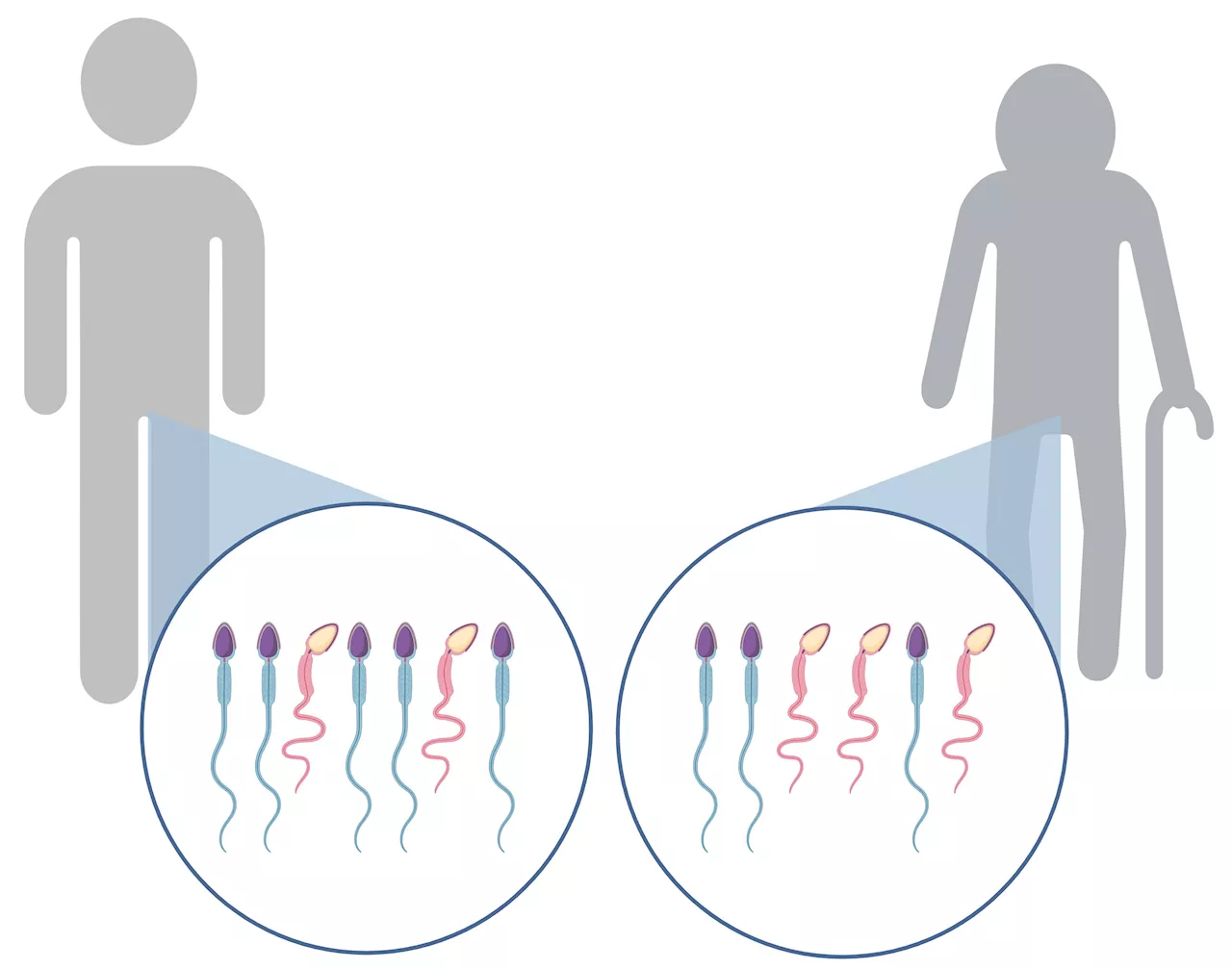 Researchers uncover new clues about links between parent age and congenital disorders