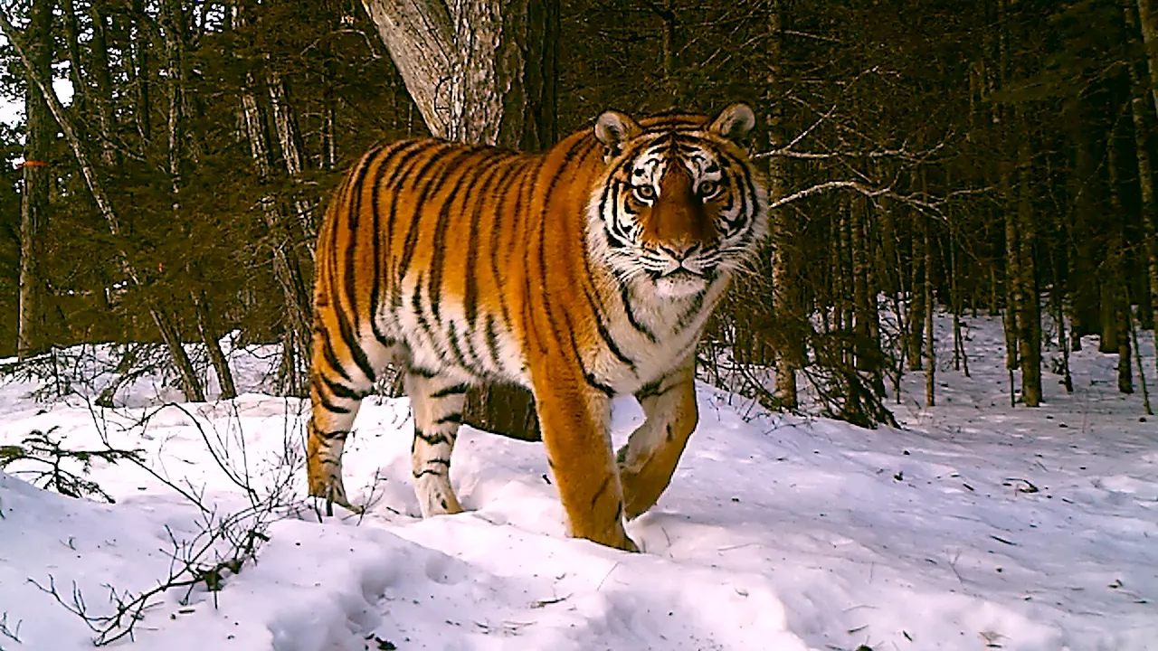 NASA and Google Earth team up with researchers to help save tigers