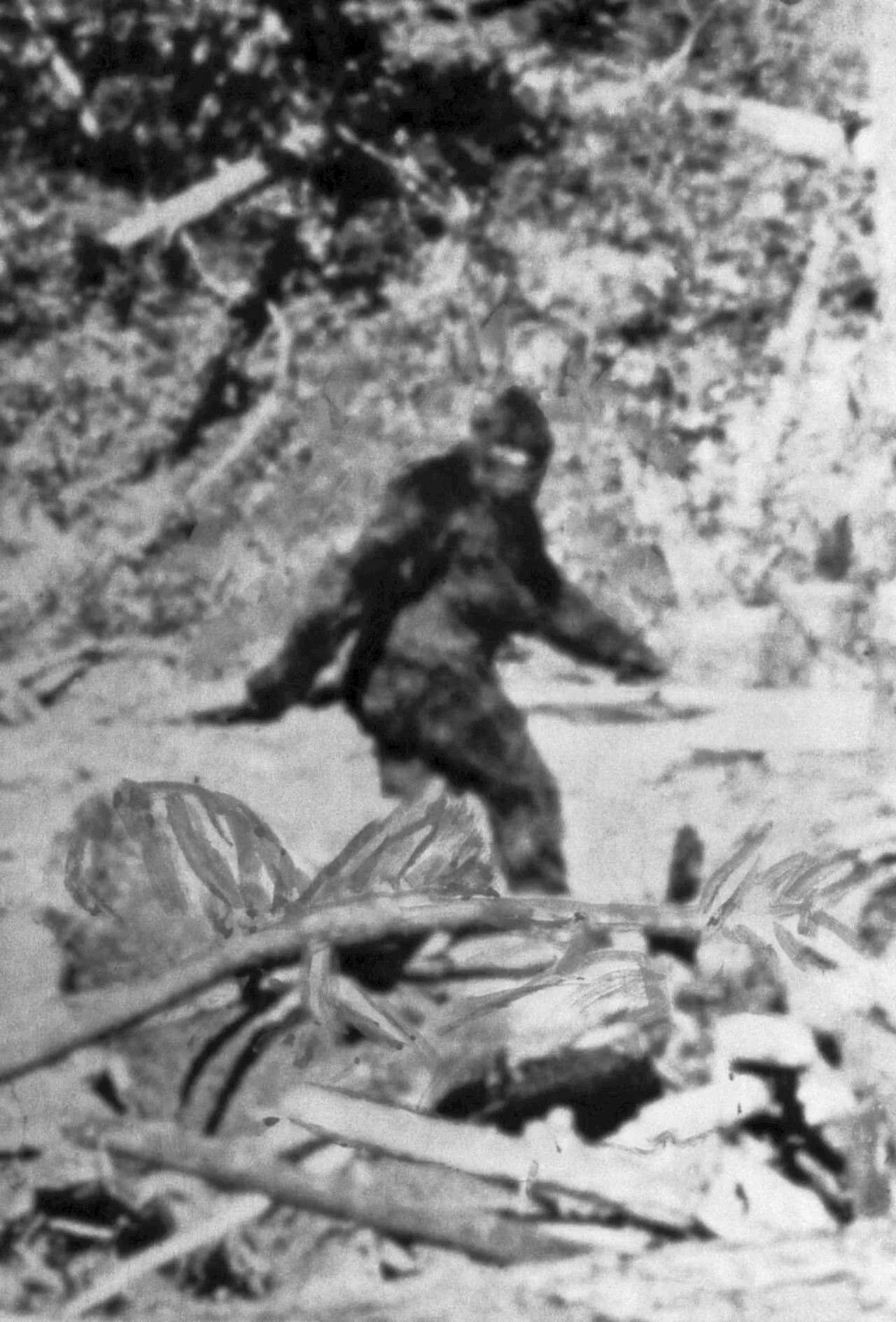 What the search for Bigfoot in Massachusetts can teach us about ourselves