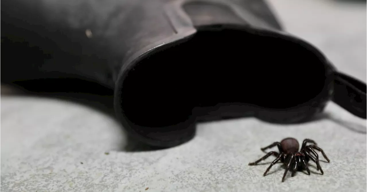 Humid weather causes 'surge' of funnel-web spiders across Sydney