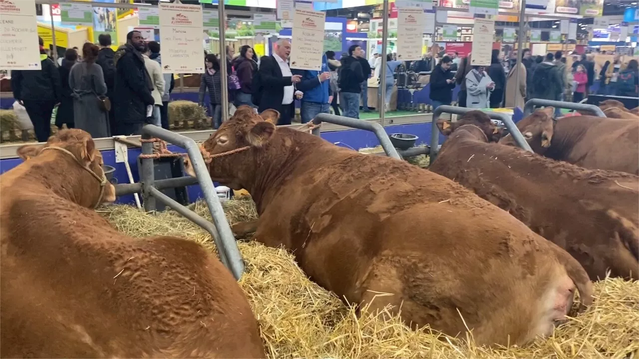 VIDÉO. Salon de l'Agriculture 2024 : On vous emmène au cœur de la 60e édition