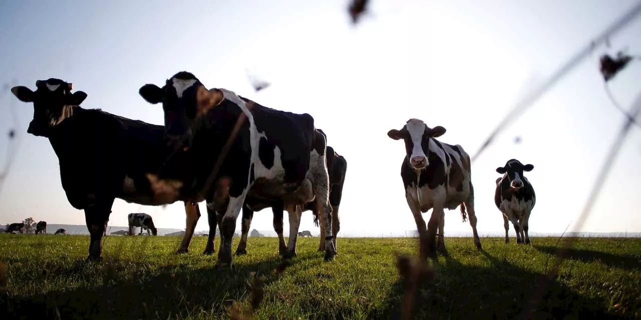 «Ils détiennent notre droit à produire et nous, on subit» : témoignage d'une agricultrice, pieds et...